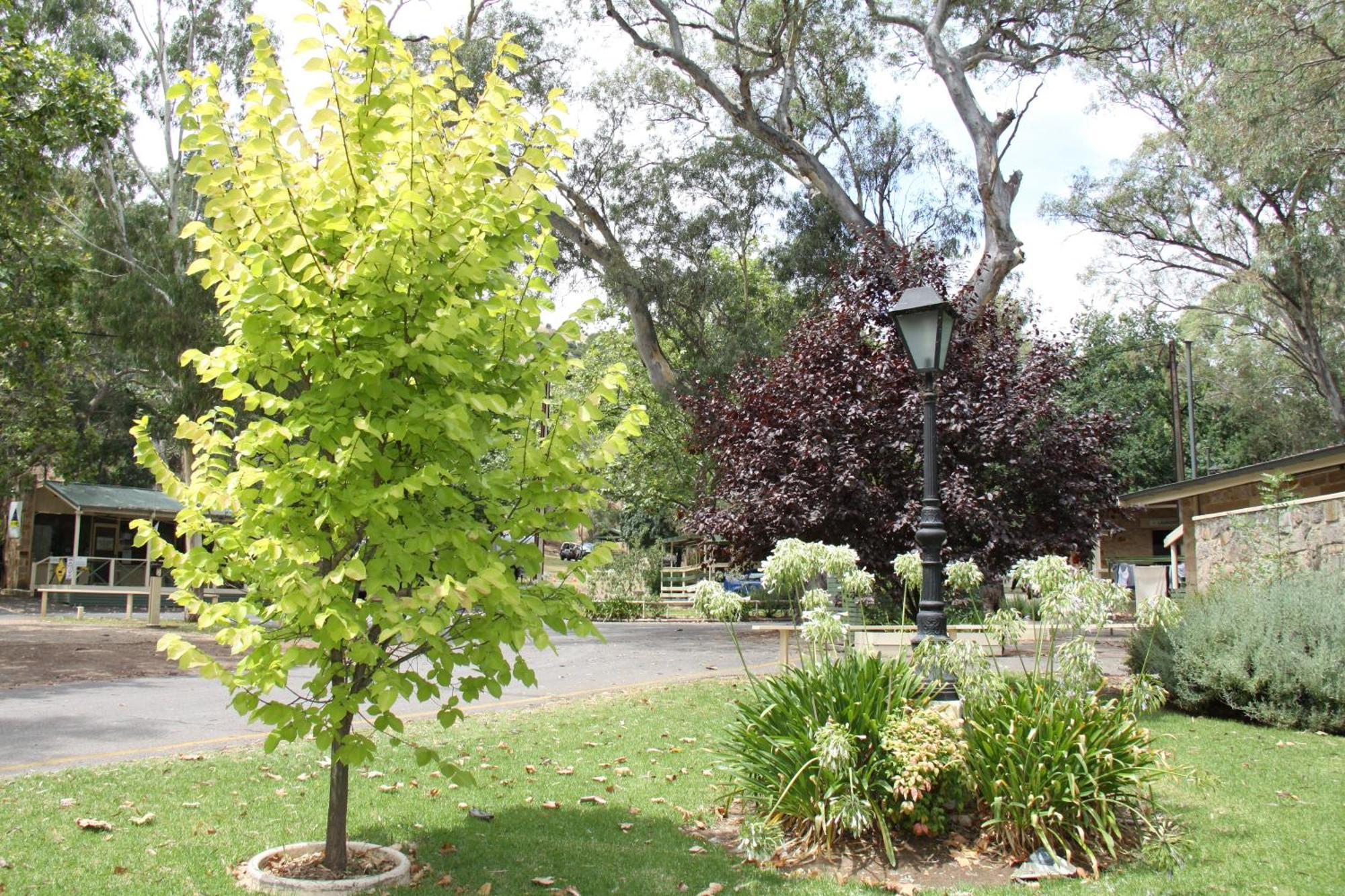 Adelaide Brownhill Creek Tourist Park Hotell Exteriör bild