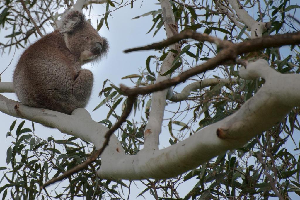 Adelaide Brownhill Creek Tourist Park Hotell Exteriör bild